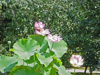 2007080201.jpg
